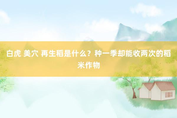 白虎 美穴 再生稻是什么？种一季却能收两次的稻米作物